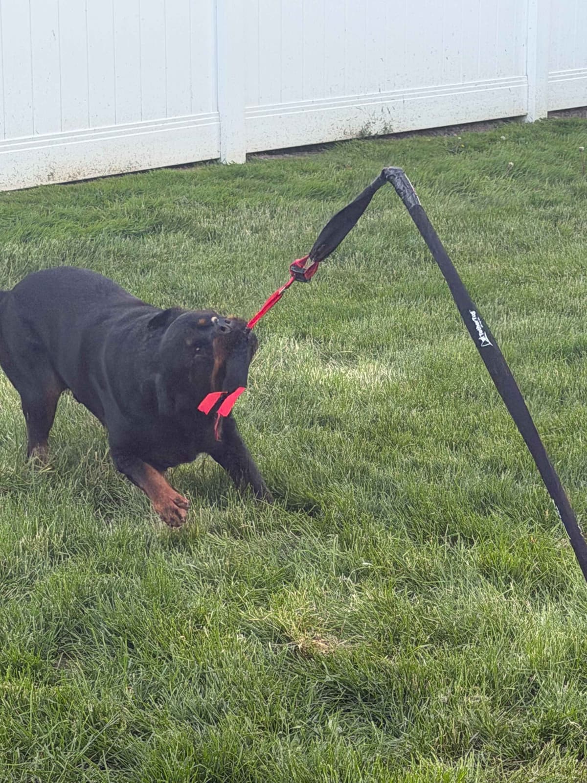 Rottweiler Puppies Imported Serbian Bloodlines breeder image 20
