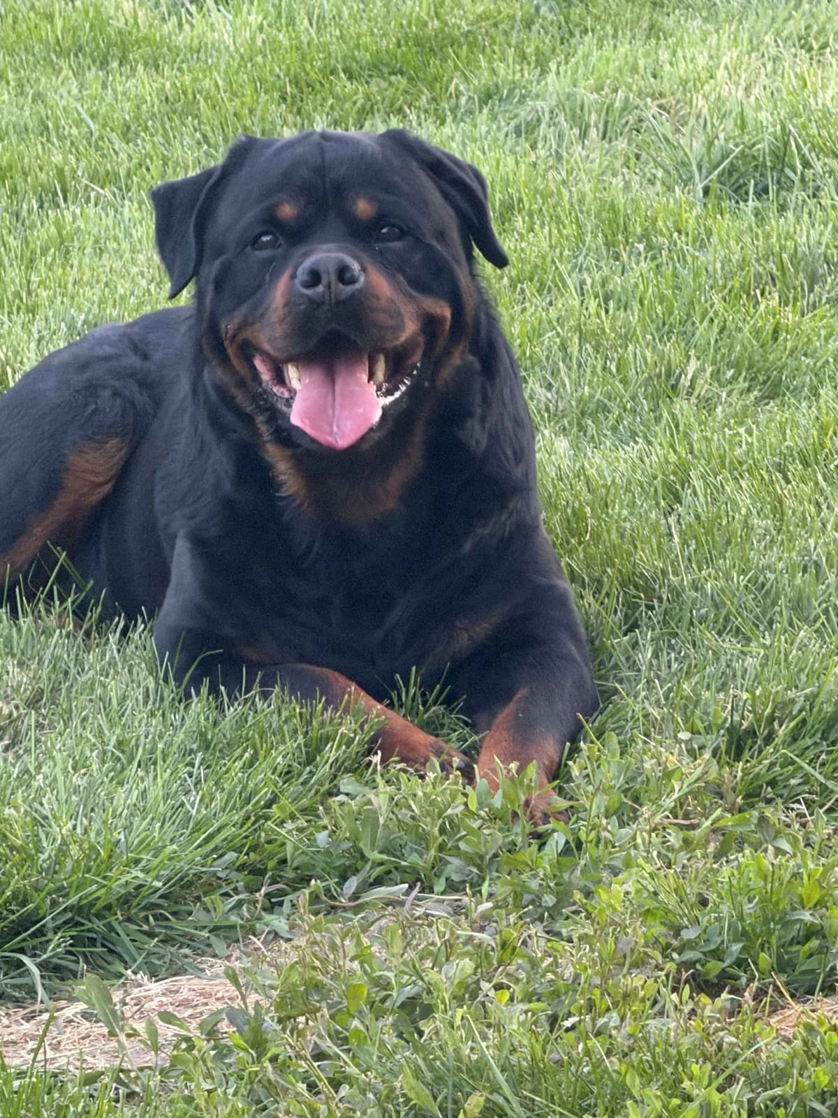 Rottweiler Puppies Imported Serbian Bloodlines breeder image 21