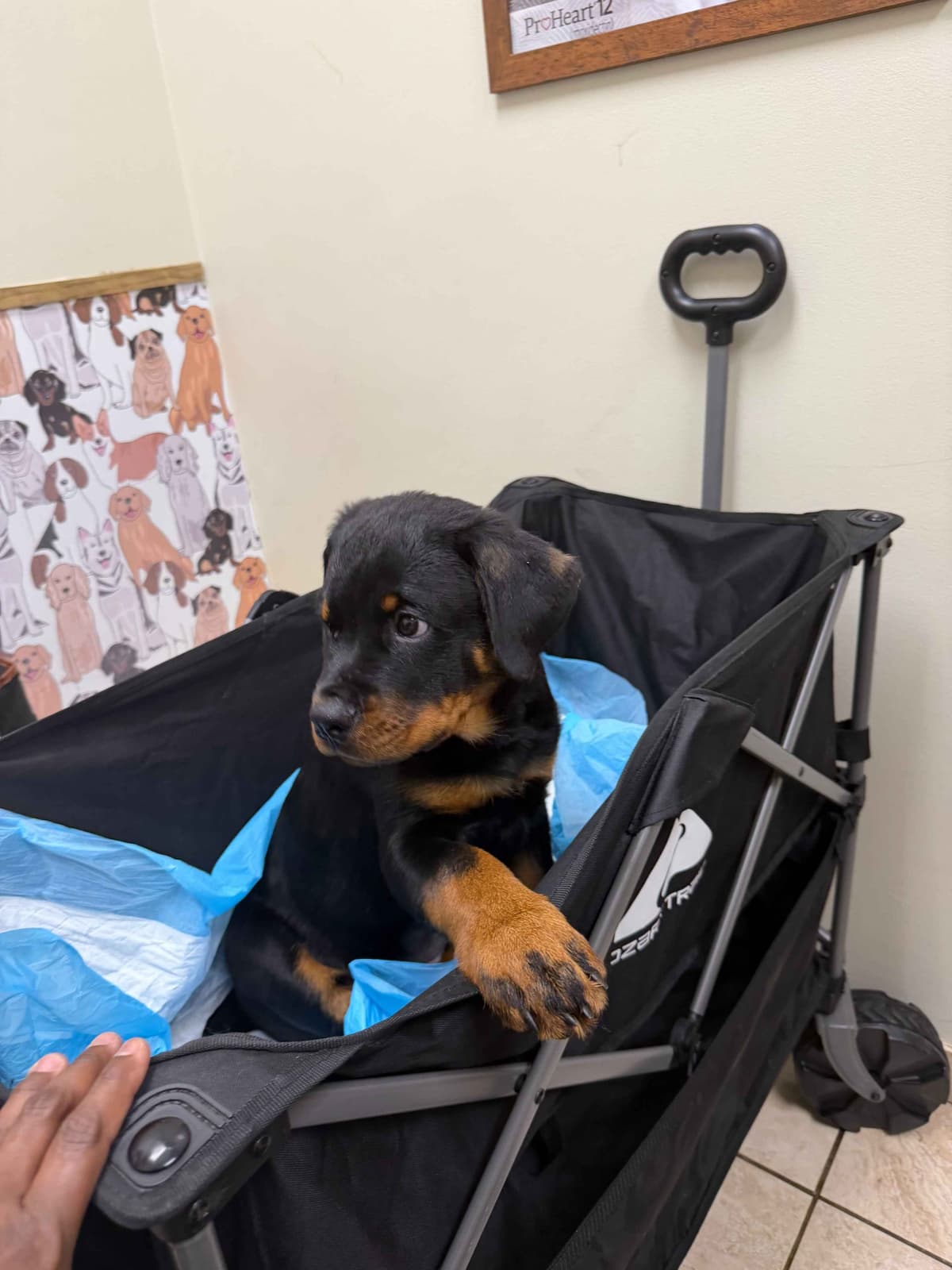 Rottweiler Puppies Imported Serbian Bloodlines breeder image 22