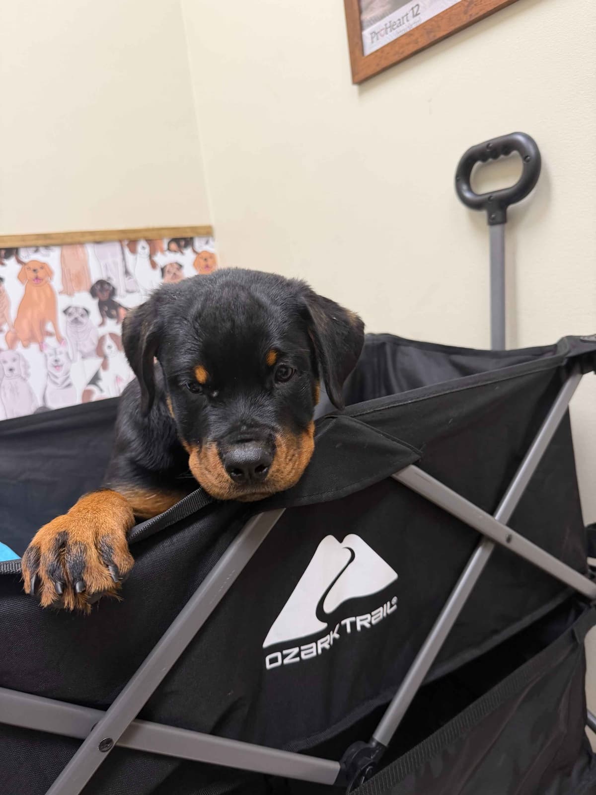 Rottweiler Puppies Imported Serbian Bloodlines breeder image 23