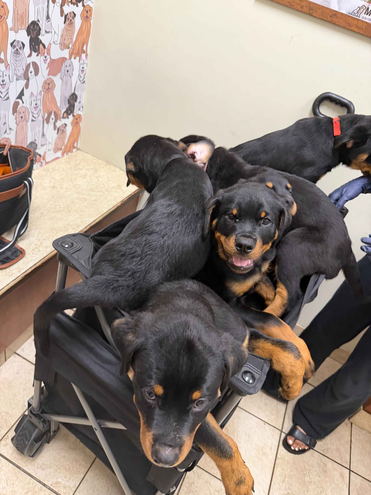 Rottweiler Puppies Imported Serbian Bloodlines breeder image 24