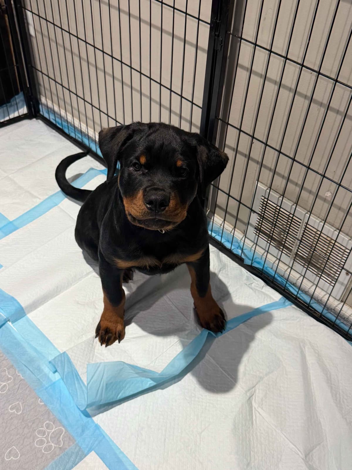Rottweiler Puppies Imported Serbian Bloodlines breeder image 25