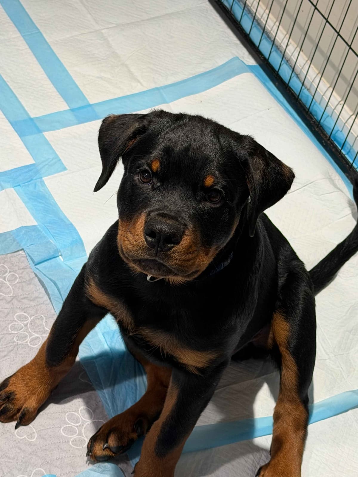 Rottweiler Puppies Imported Serbian Bloodlines breeder image 26