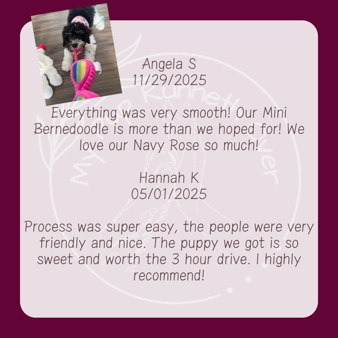 Mini Poodle Pups breeder image 3