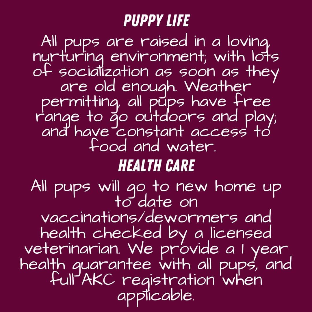 Mini Poodle Pups breeder image 5