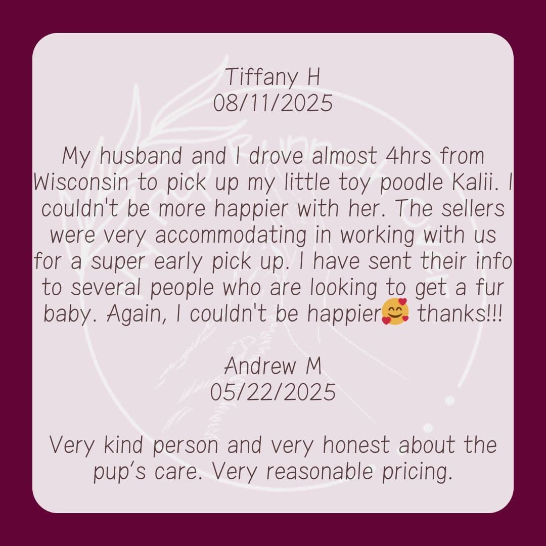 Mini Poodle Pups breeder image 4