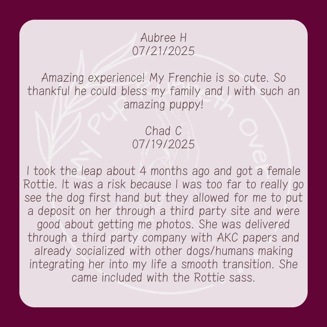 Mini Poodle Pups breeder image 11