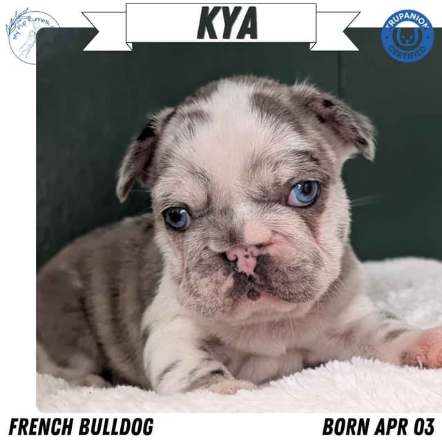 French Bulldog Pups media 2