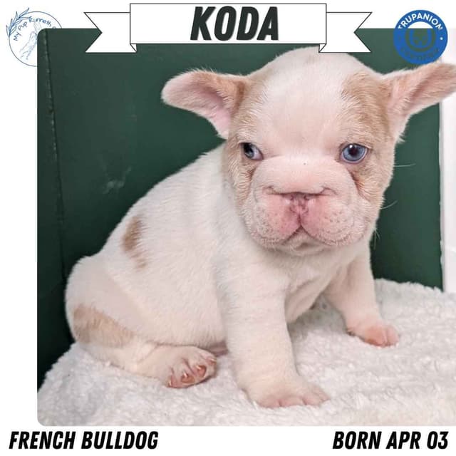 French Bulldog Pups media 3