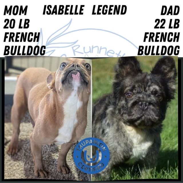 French Bulldog Pups media 4