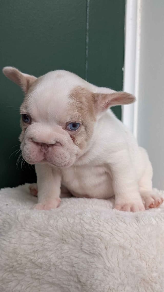 French Bulldog Pups media 5
