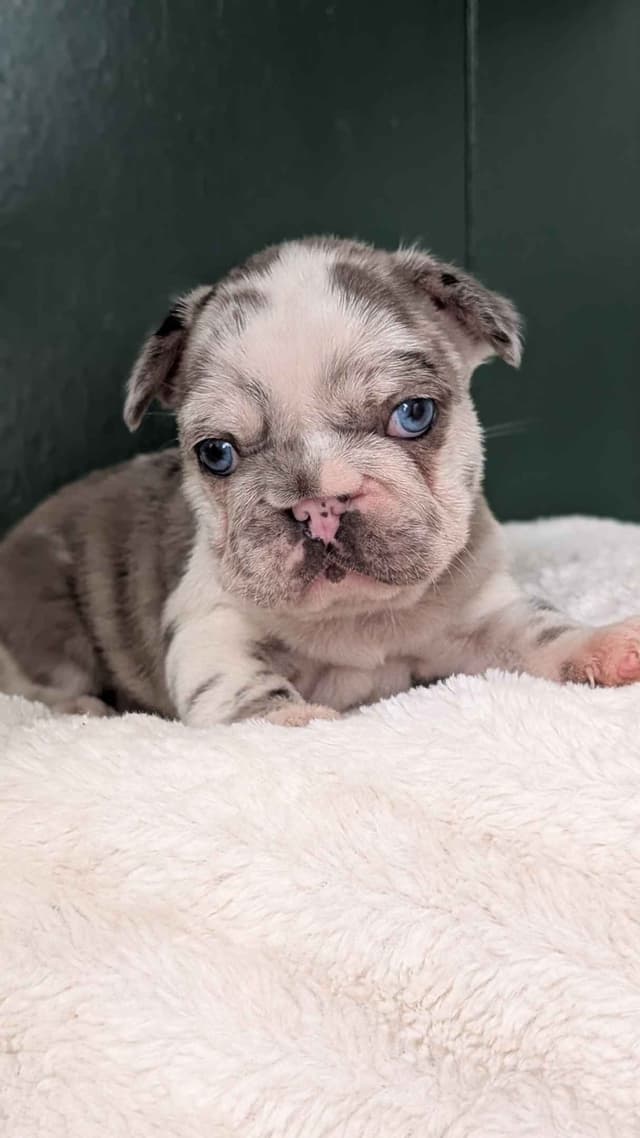 French Bulldog Pups media 6