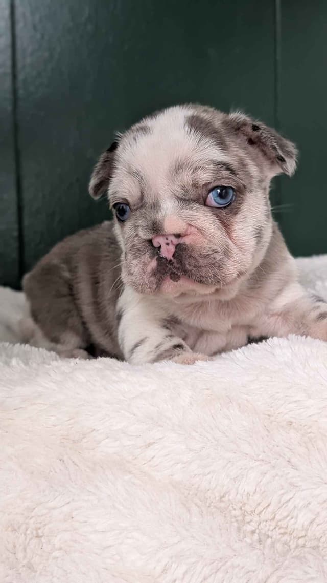 French Bulldog Pups media 7