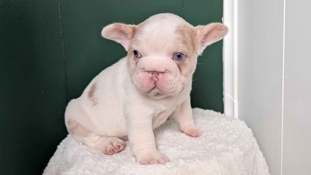 French Bulldog Pups media 8