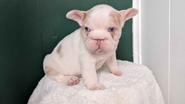 French Bulldog Pups media 9