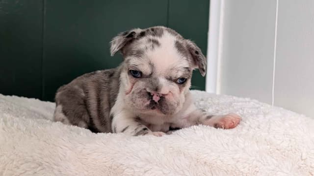 French Bulldog Pups media 10