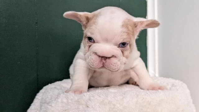 French Bulldog Pups media 12