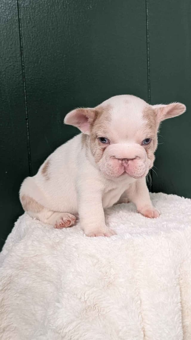 French Bulldog Pups media 13