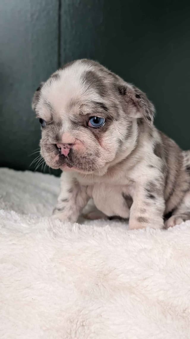 French Bulldog Pups media 14