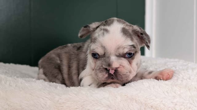 French Bulldog Pups media 15