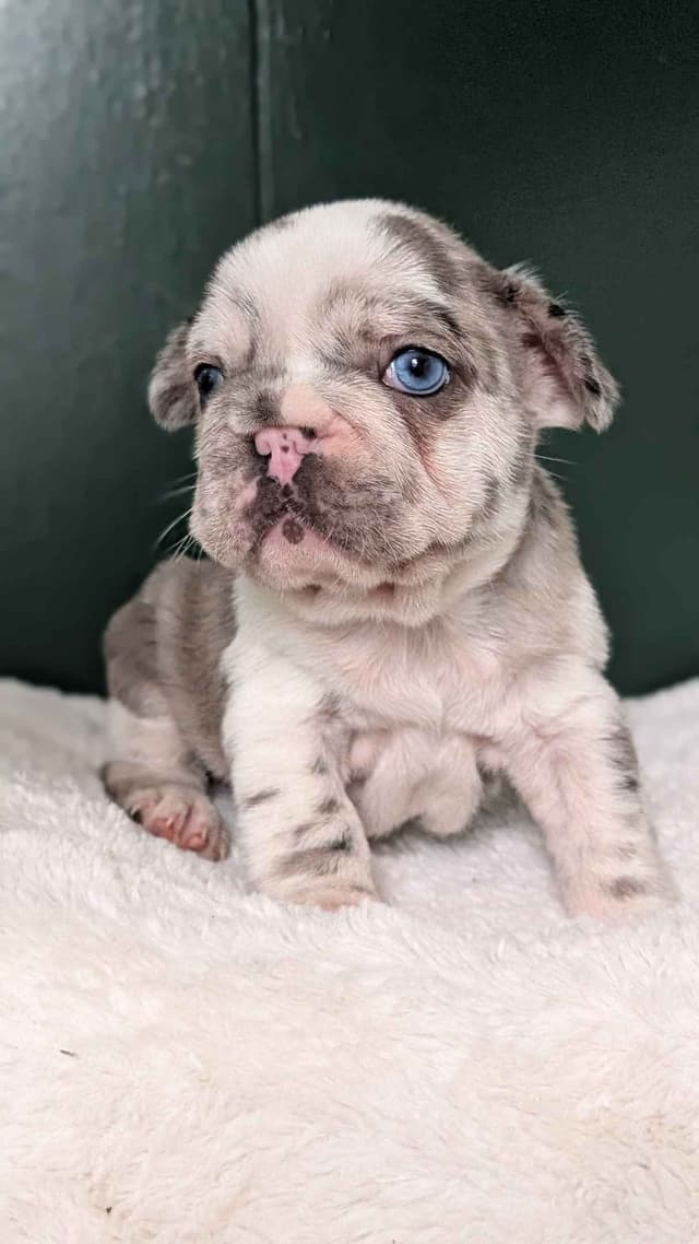 French Bulldog Pups media 16