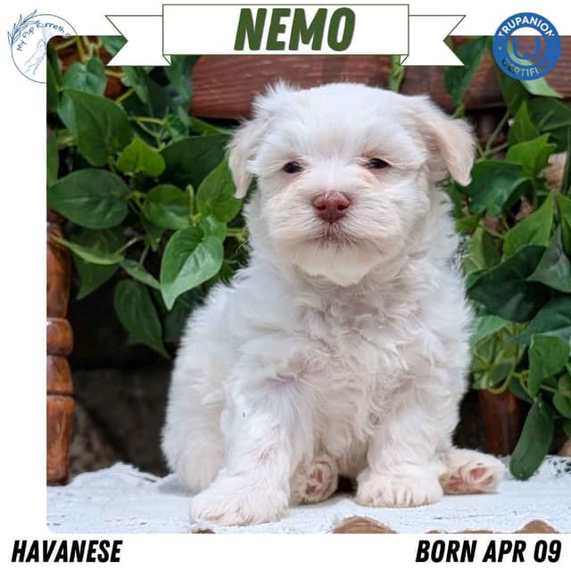 Havanese Pups media 2