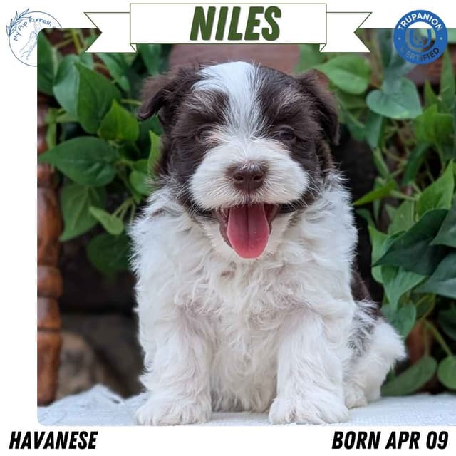 Havanese Pups media 3