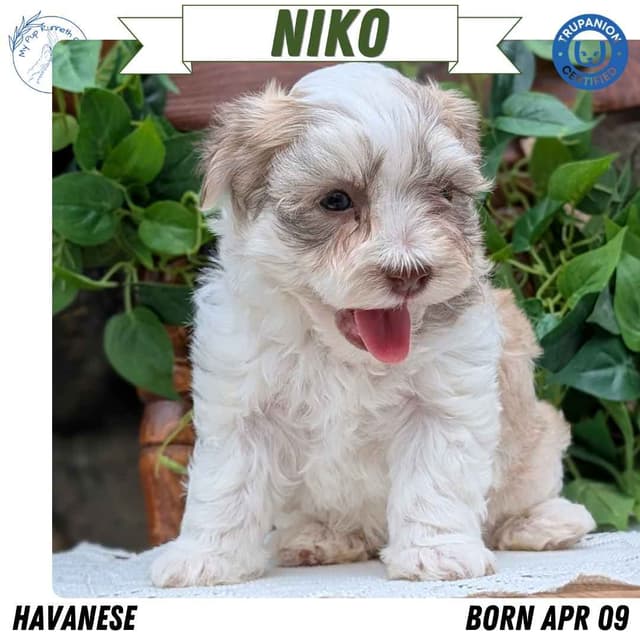 Havanese Pups media 4