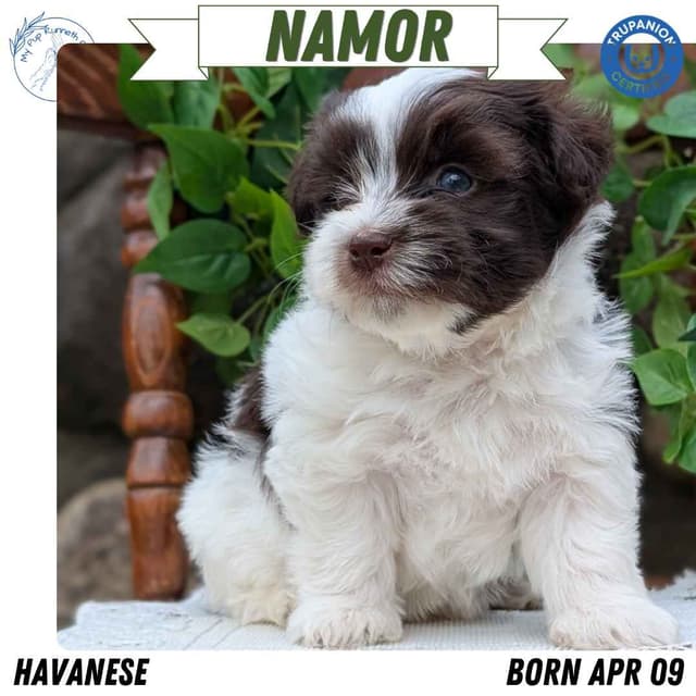 Havanese Pups media 5