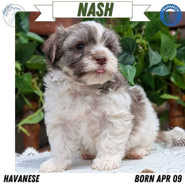 Havanese Pups media 6