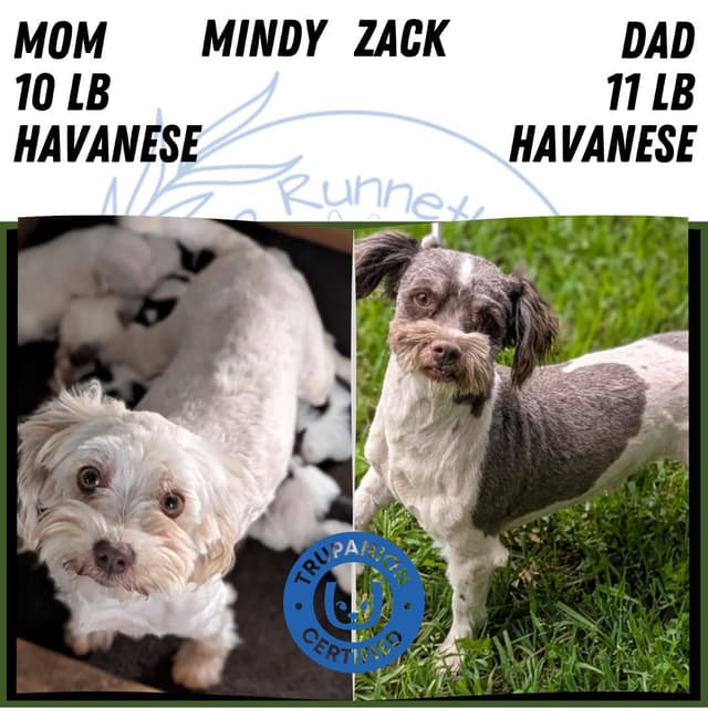 Havanese Pups media 8