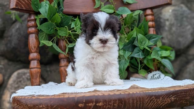 Havanese Pups media 9