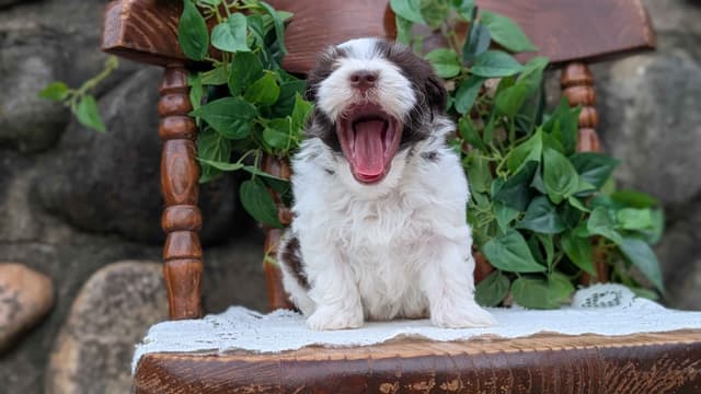 Havanese Pups media 10