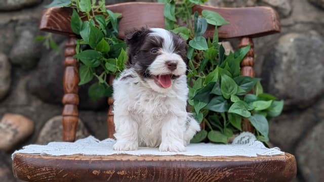 Havanese Pups media 11