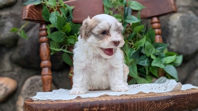 Havanese Pups media 12