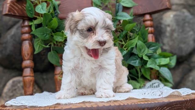 Havanese Pups media 13