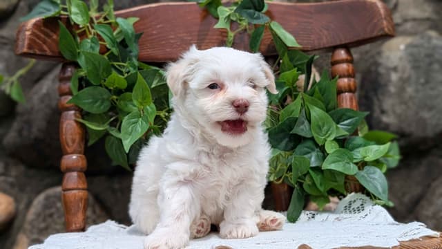 Havanese Pups media 14