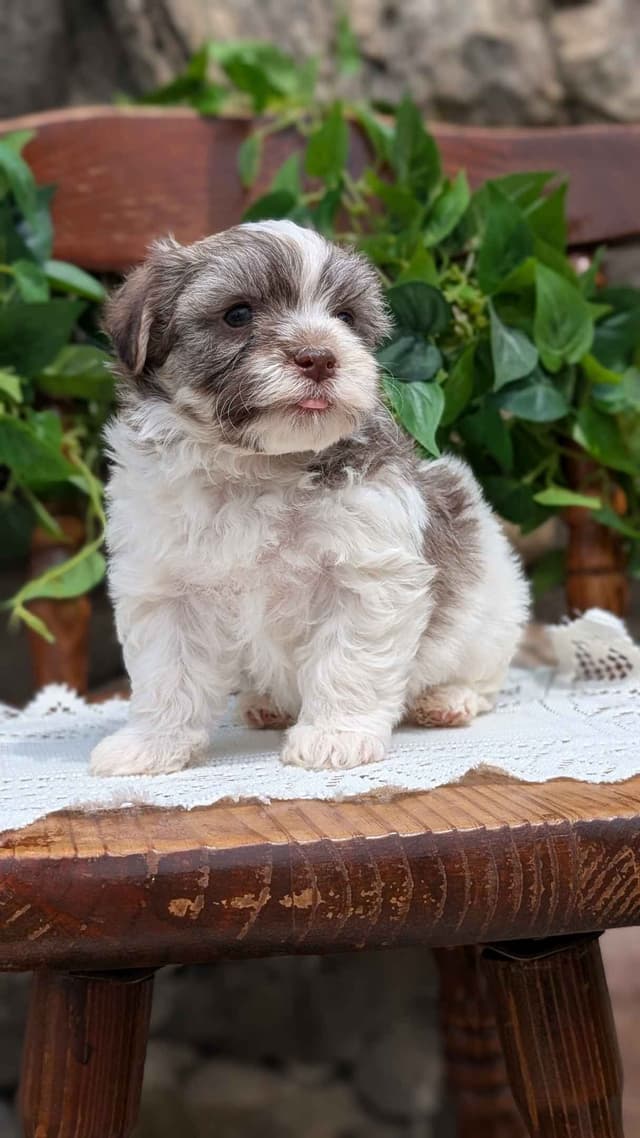 Havanese Pups media 15