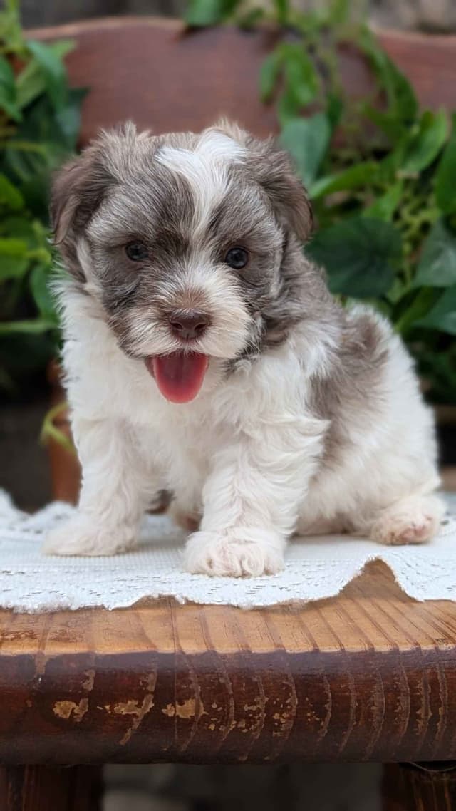 Havanese Pups media 16