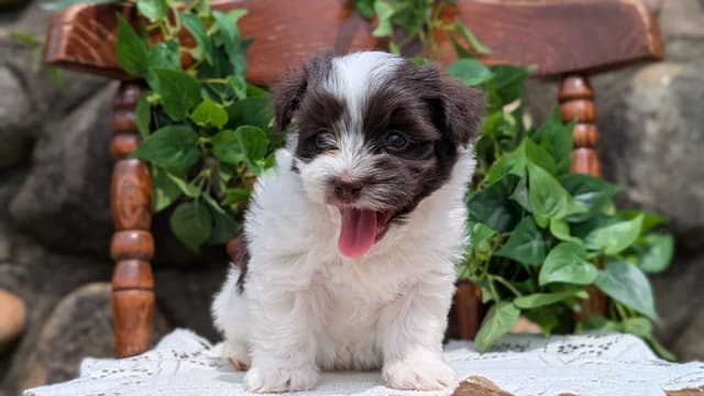 Havanese Pups media 17
