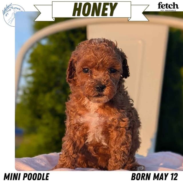 Mini Poodle Pups media 3
