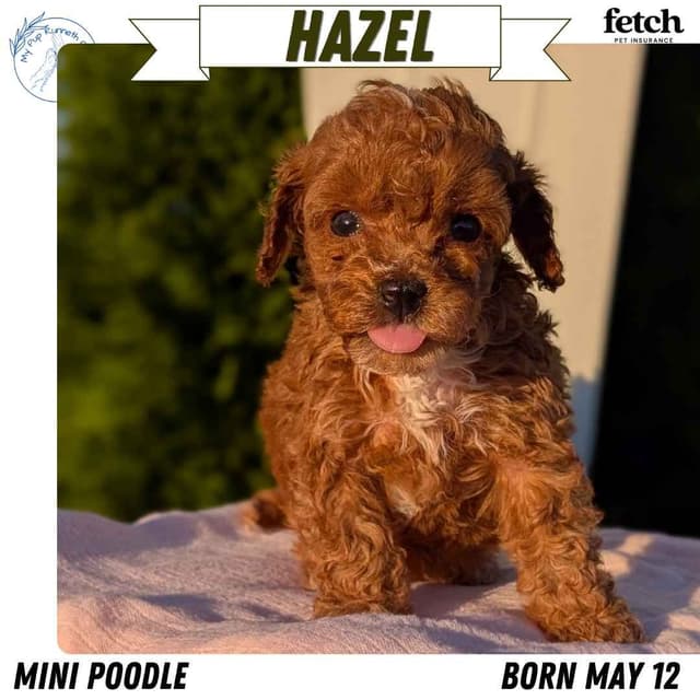 Mini Poodle Pups media 5