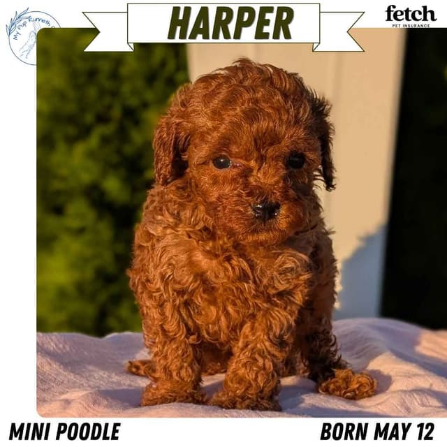 Mini Poodle Pups media 4