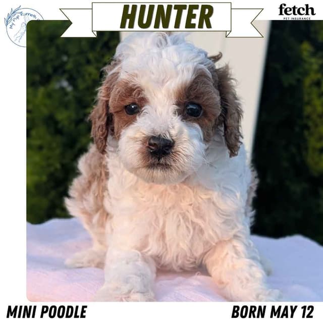 Mini Poodle Pups media 7