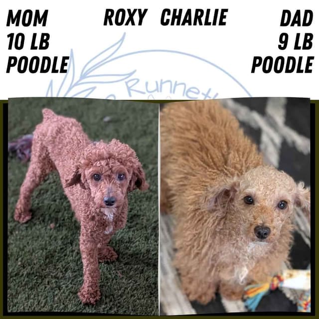 Mini Poodle Pups media 8