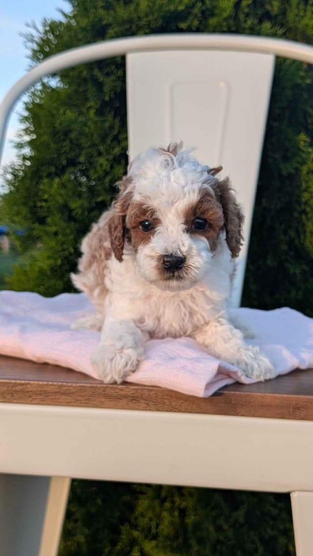 Mini Poodle Pups media 11