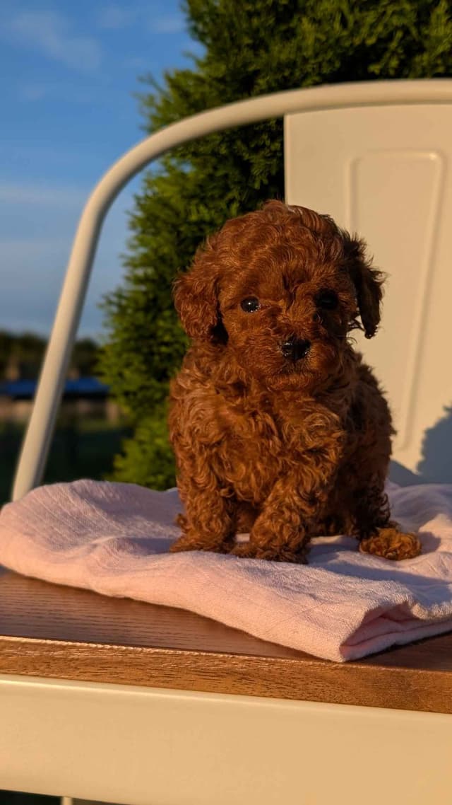 Mini Poodle Pups media 12