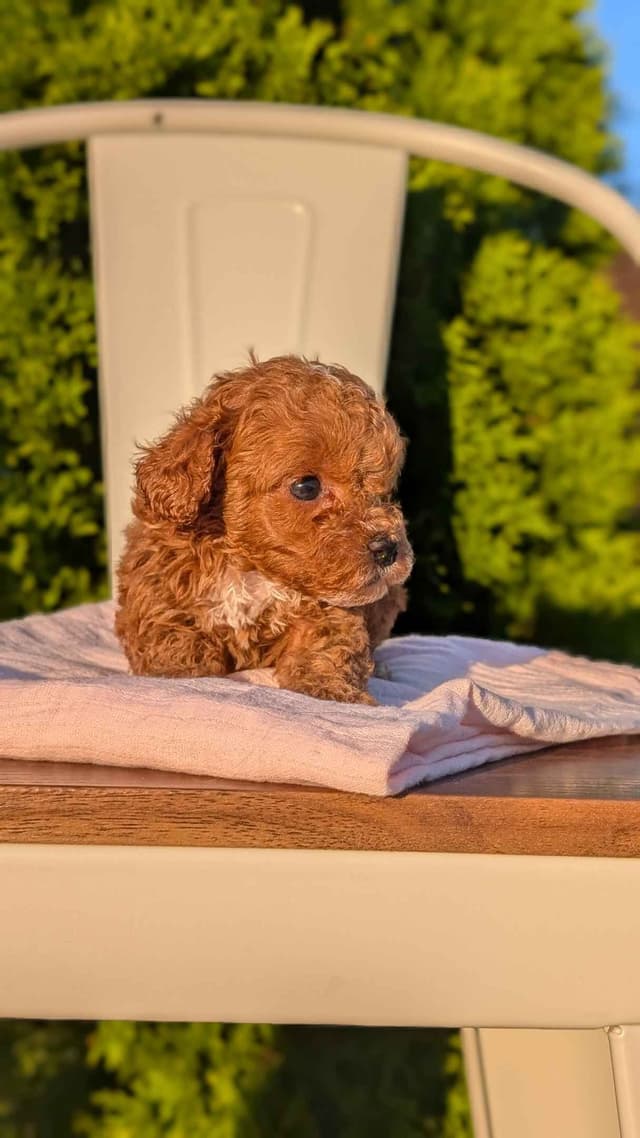 Mini Poodle Pups media 9