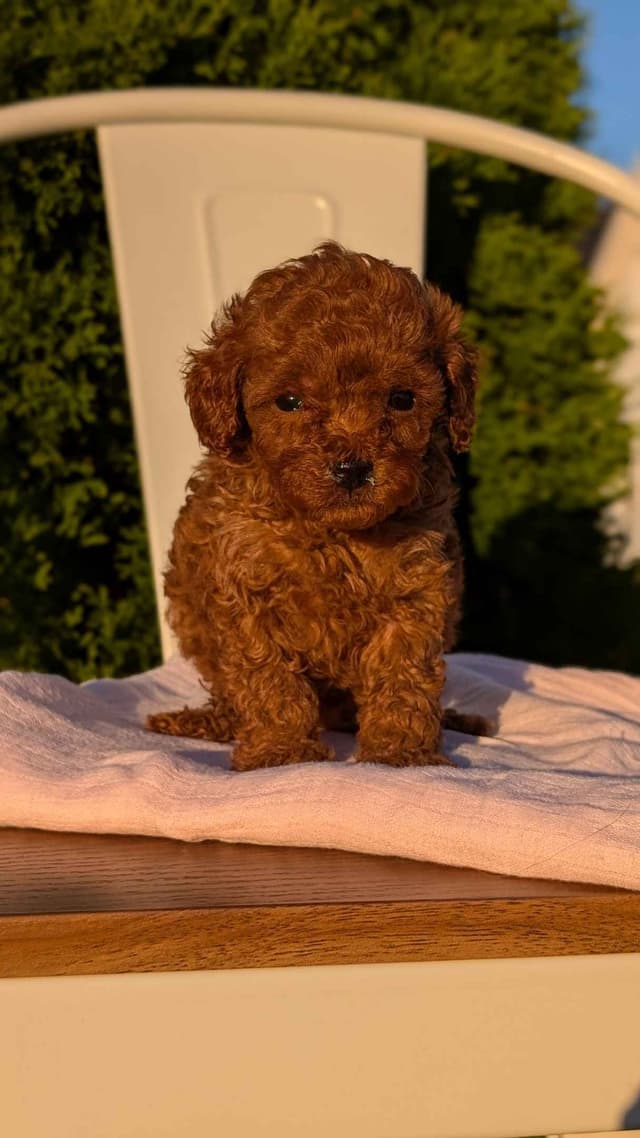 Mini Poodle Pups media 14