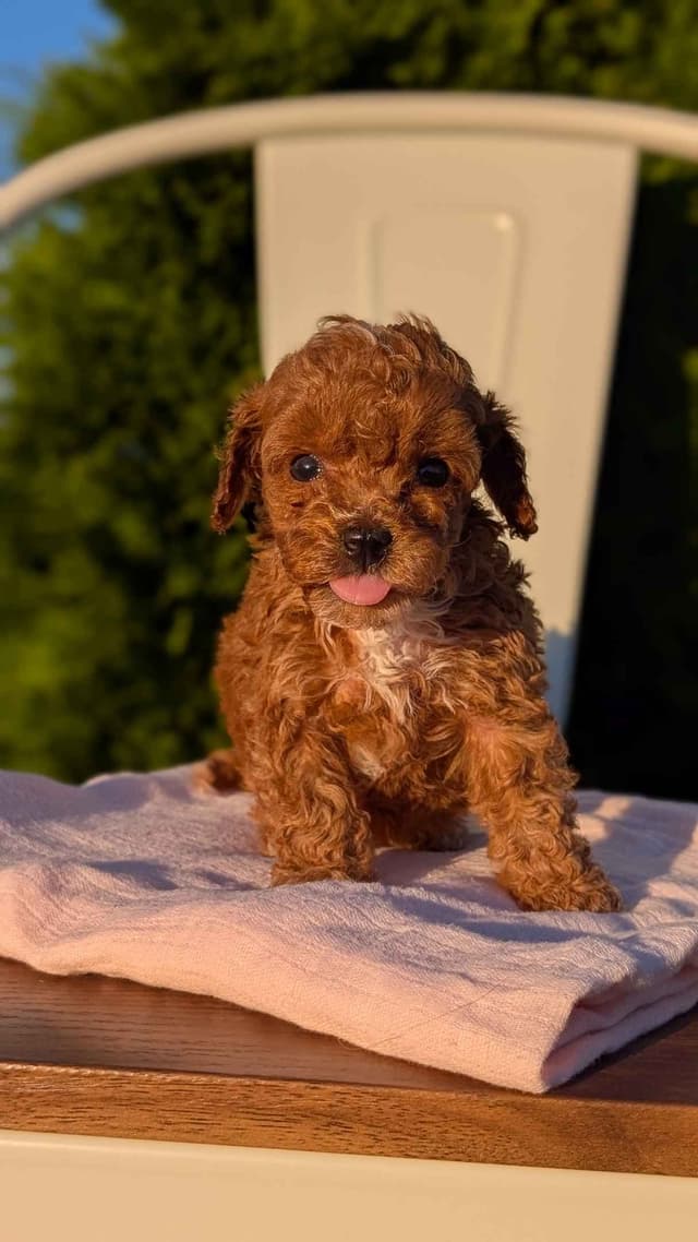 Mini Poodle Pups media 16